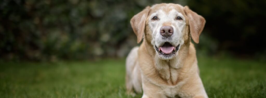 Laser Therapy for Older Pets: A New Hope