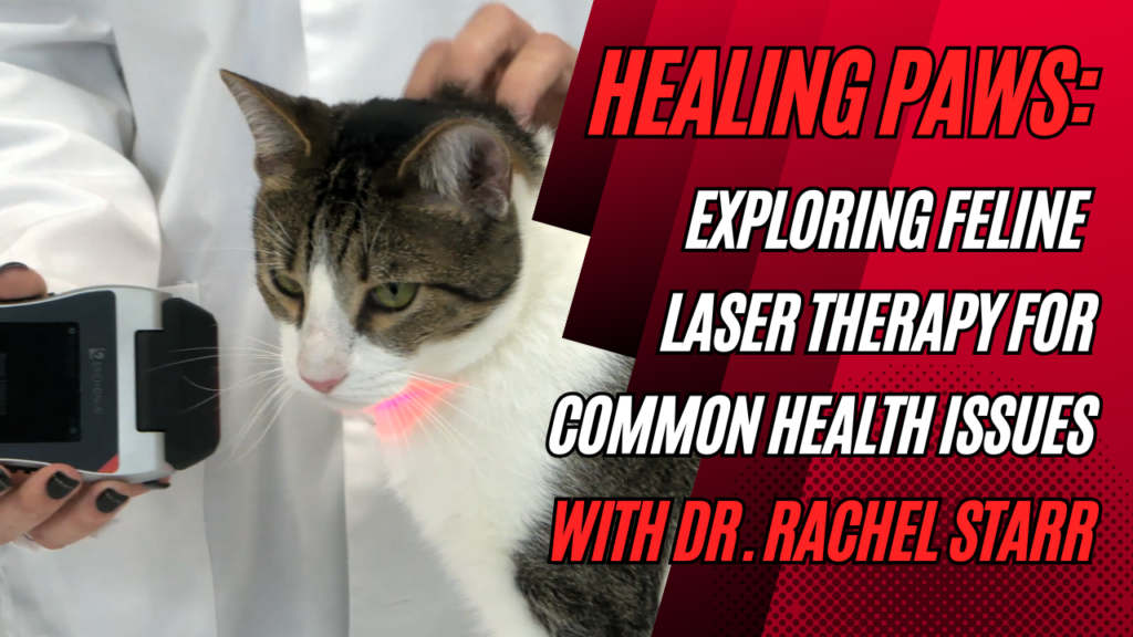 Healing Paws: Exploring Feline Laser Therapy for Common Health Issues with Dr. Rachel Starr, DVM